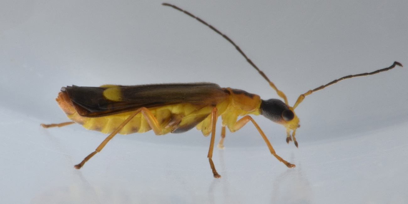 Cantharidae: Malthinus sp.?  Sì, Malthinus deceptor